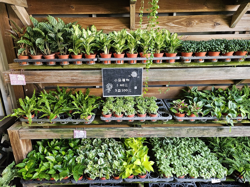 台中景點 台中花市與花卉拍賣市場 台中花市推薦