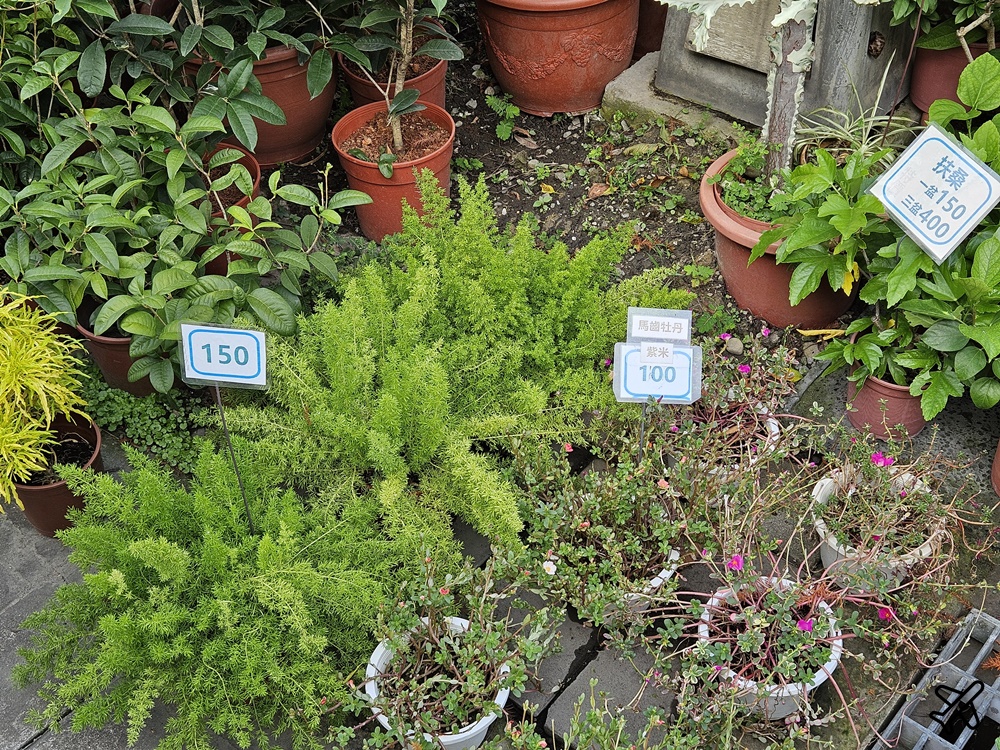 台中景點 台中花市與花卉拍賣市場 台中花市推薦