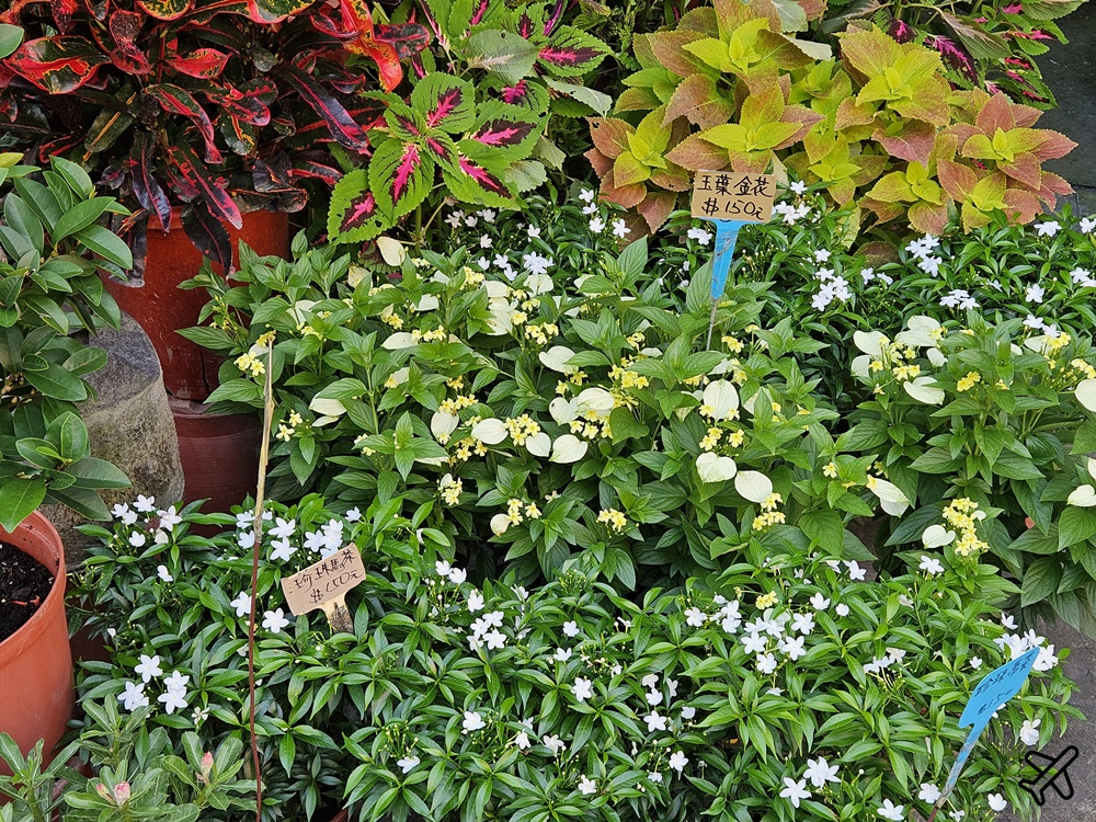 台中景點 台中花市與花卉拍賣市場 台中花市推薦