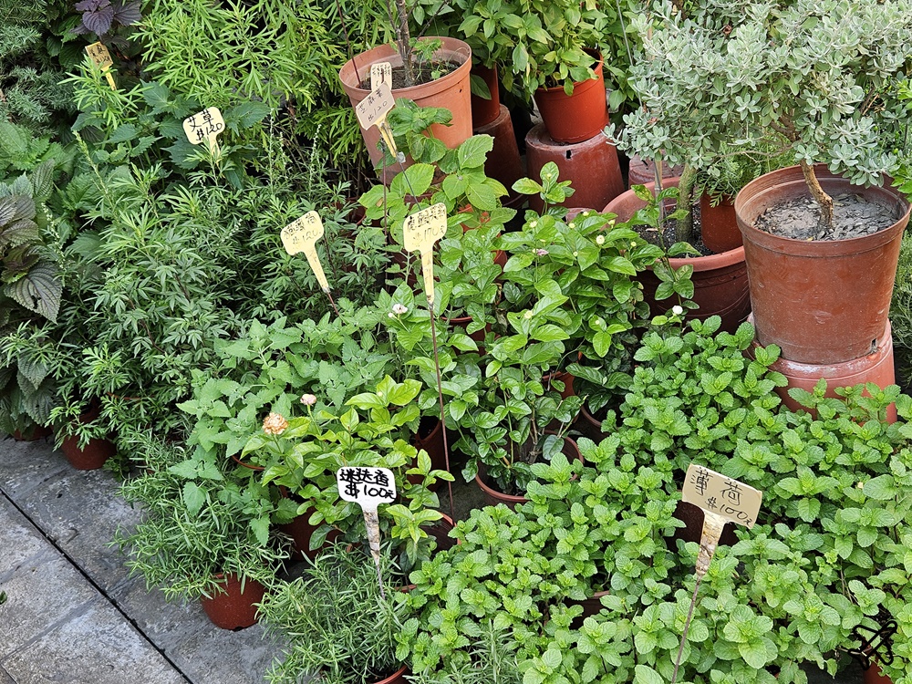 台中景點 台中花市與花卉拍賣市場 台中花市推薦