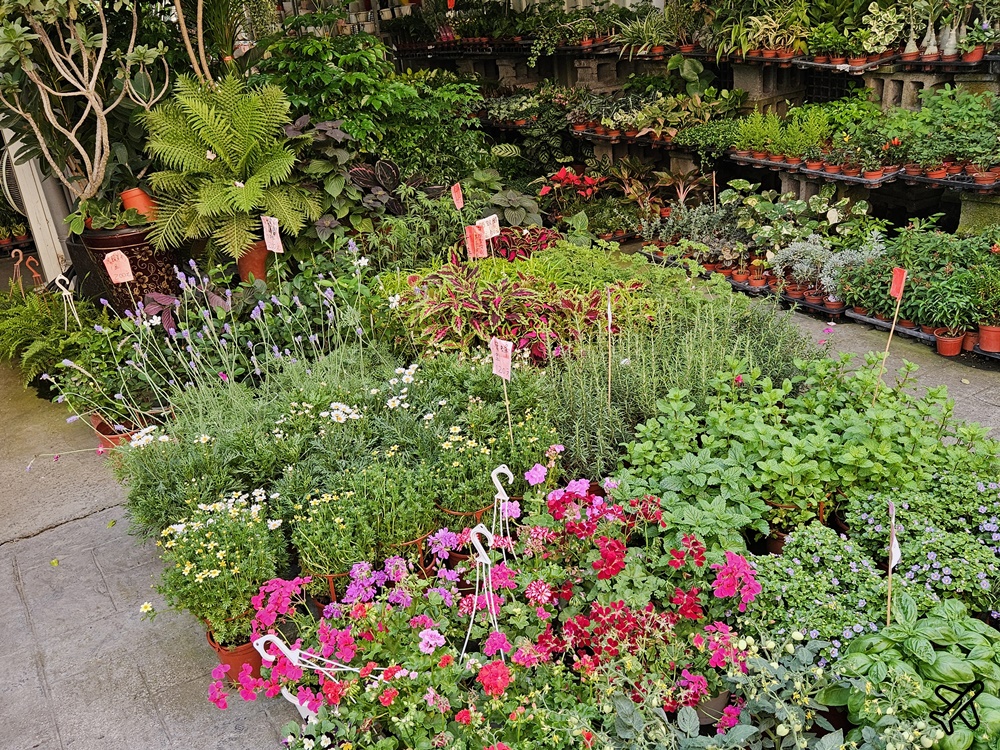 台中景點 台中花市與花卉拍賣市場 台中花市推薦