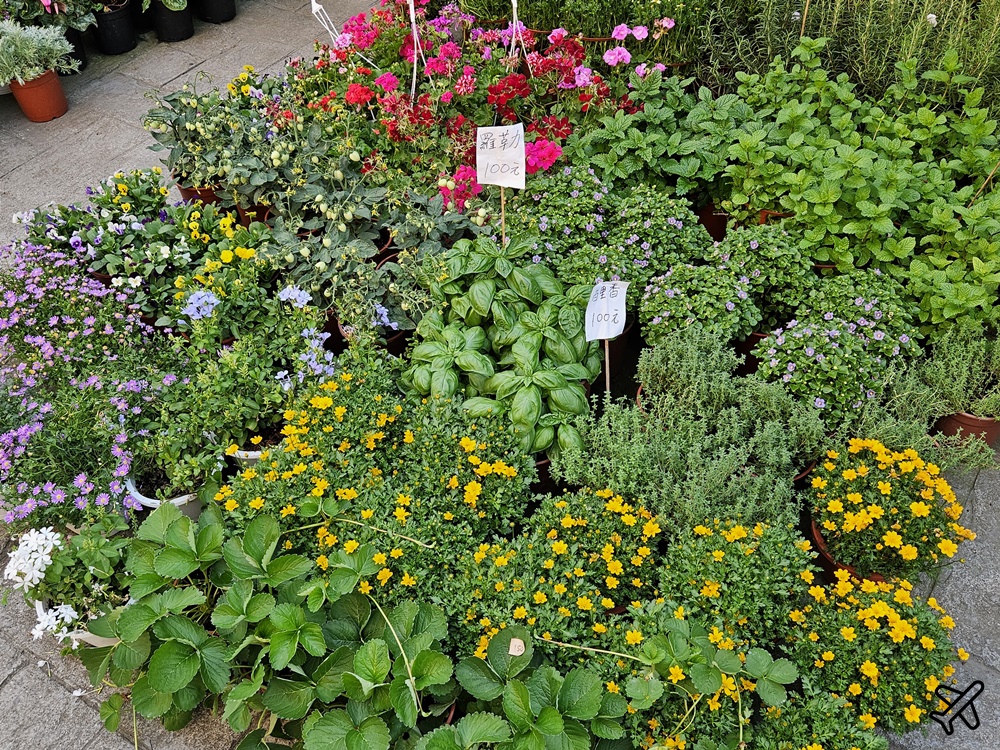 台中景點 台中花市與花卉拍賣市場 台中花市推薦