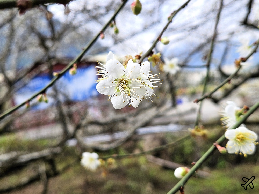 台中景點 新社梅花森林、新社梅花隧道 順遊鮭魚葡萄吃手工雜糧麵包 每年1月開花