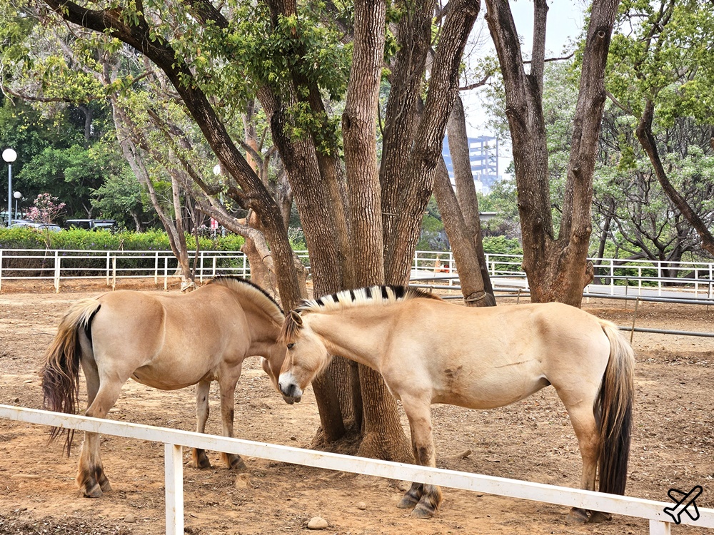 台中景點 東海大學乳品小棧、實習牧場、馬場 每月9號打9折