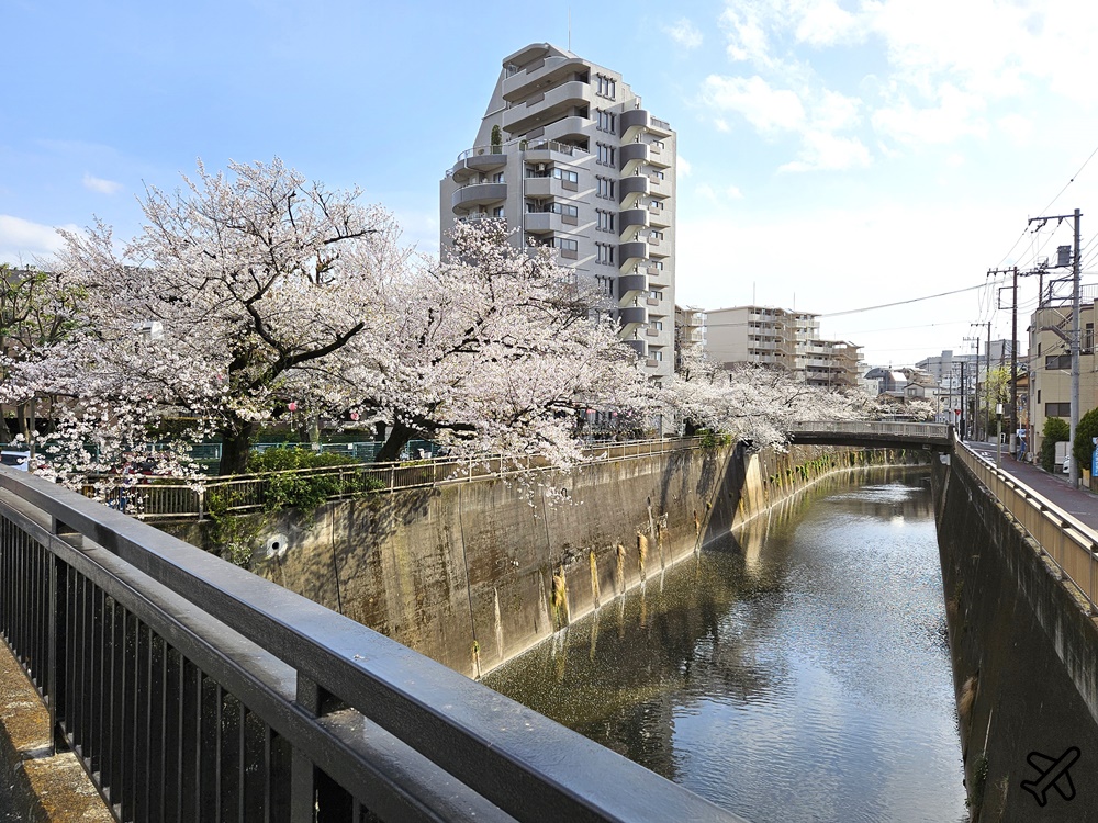 2026東京景點 石神井川櫻花散步道 不輸目黑川的東京櫻花景點 東京自由行推薦