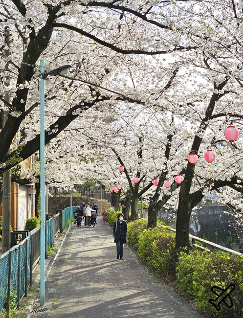 2026東京景點 石神井川櫻花散步道 不輸目黑川的東京櫻花景點 東京自由行推薦