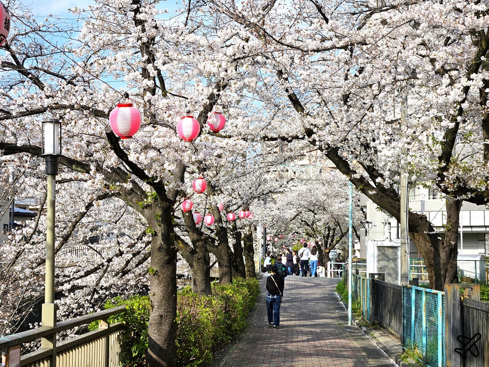 2026東京景點 石神井川櫻花散步道 不輸目黑川的東京櫻花景點 東京自由行推薦