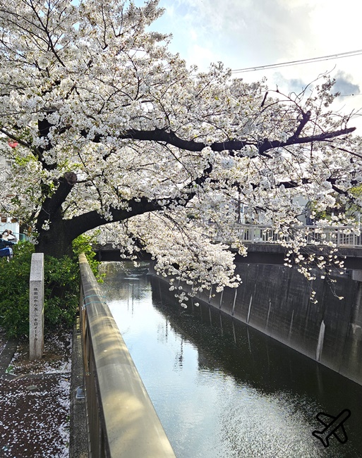 2026東京景點 石神井川櫻花散步道 不輸目黑川的東京櫻花景點 東京自由行推薦