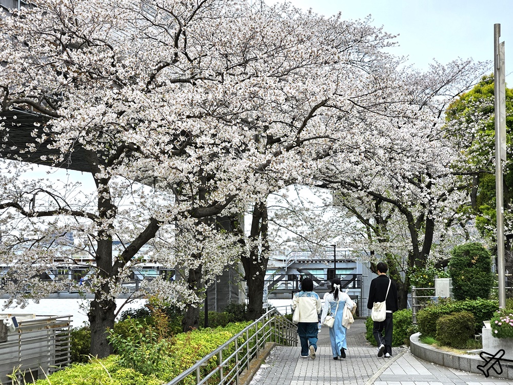 2026東京景點 隅田川、隅田公園看櫻花 東京櫻花景點 東京自由行