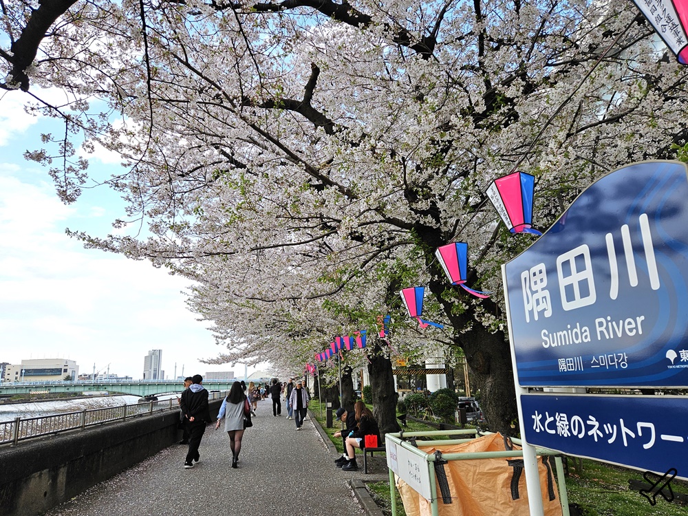 2026東京景點 隅田川、隅田公園看櫻花 東京櫻花景點 東京自由行