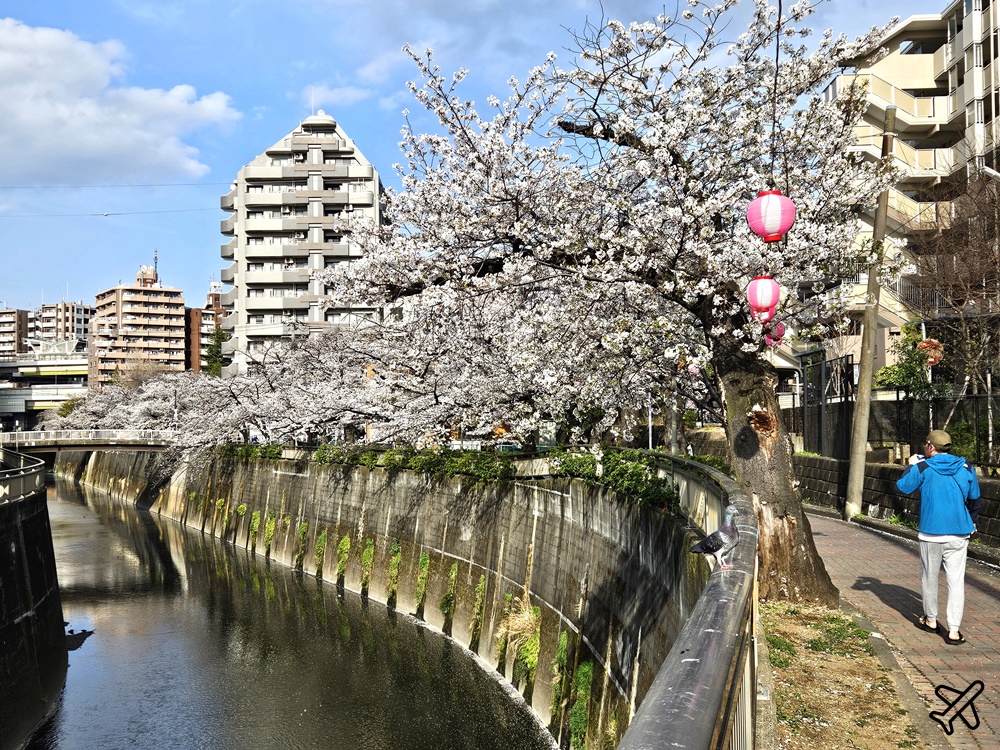 2026東京景點 石神井川櫻花散步道 不輸目黑川的東京櫻花景點 東京自由行推薦