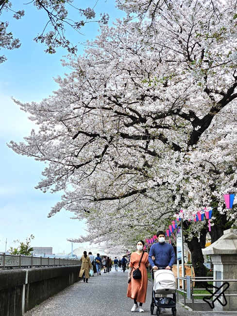 2026東京景點 隅田川、隅田公園看櫻花 東京櫻花景點 東京自由行
