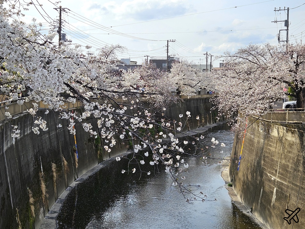 2026東京景點 石神井川櫻花散步道 不輸目黑川的東京櫻花景點 東京自由行推薦