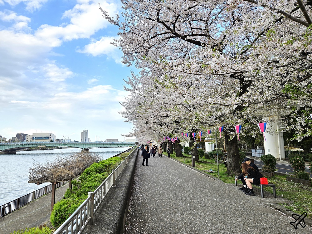 2026東京景點 隅田川、隅田公園看櫻花 東京櫻花景點 東京自由行