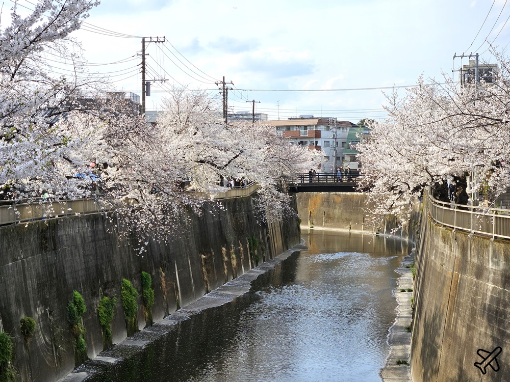 2026東京景點 石神井川櫻花散步道 不輸目黑川的東京櫻花景點 東京自由行推薦