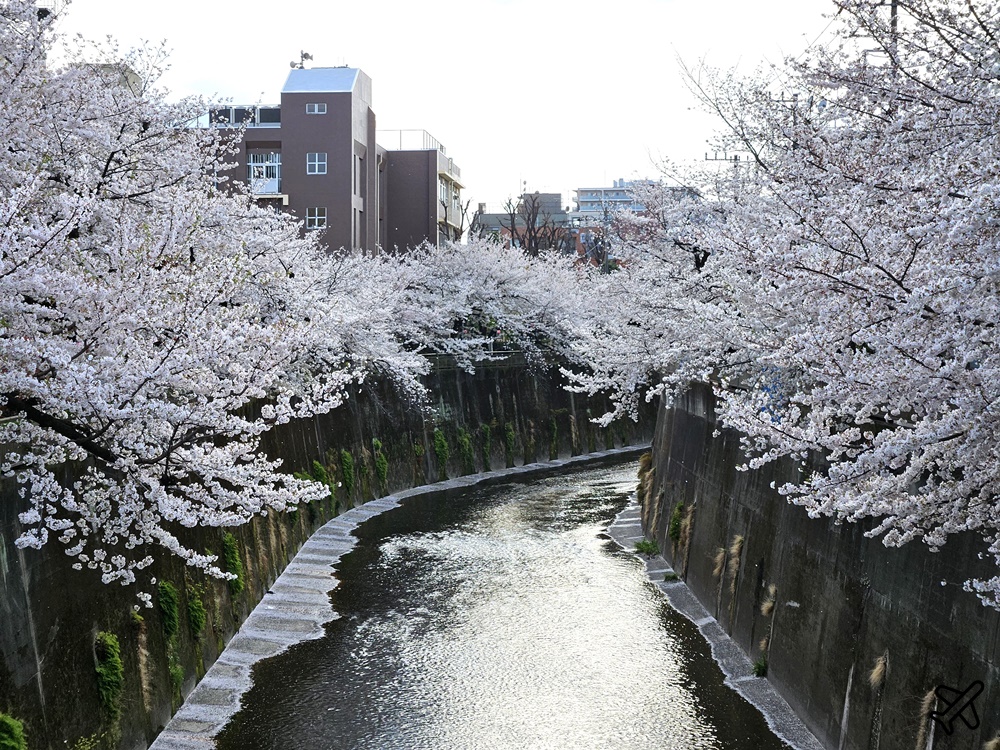 2026東京景點 石神井川櫻花散步道 不輸目黑川的東京櫻花景點 東京自由行推薦