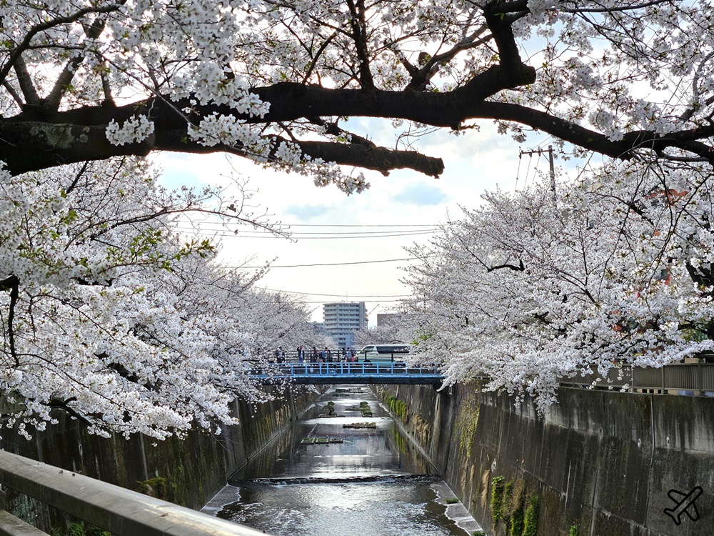 2026東京景點 石神井川櫻花散步道 不輸目黑川的東京櫻花景點 東京自由行推薦