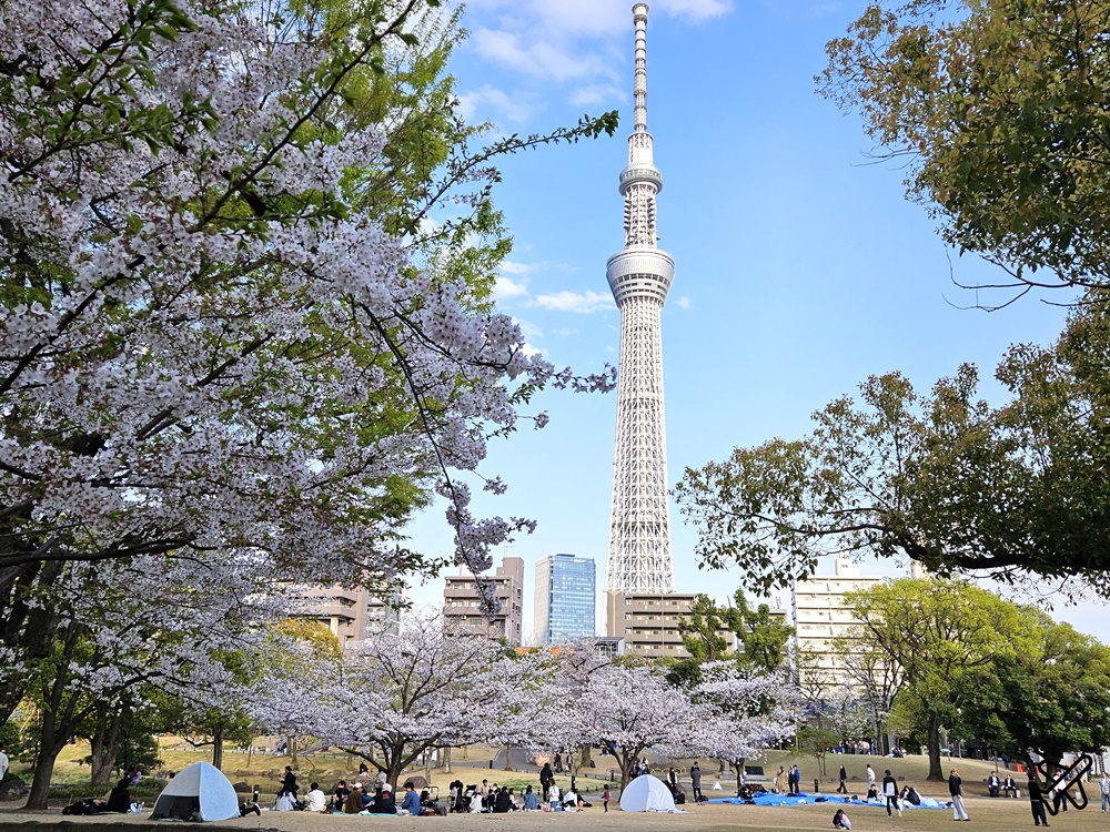 2026東京景點 隅田川、隅田公園看櫻花 東京櫻花景點 東京自由行