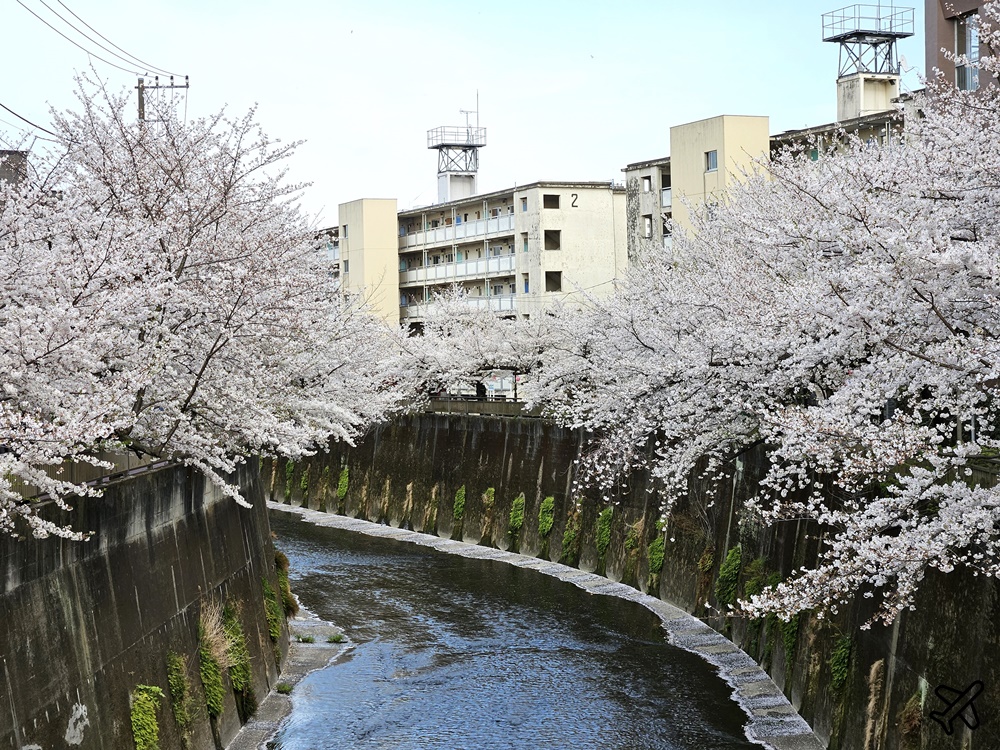 2026東京景點 石神井川櫻花散步道 不輸目黑川的東京櫻花景點 東京自由行推薦