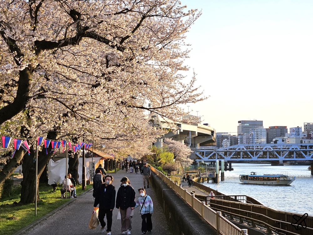 2026東京景點 隅田川、隅田公園看櫻花 東京櫻花景點 東京自由行