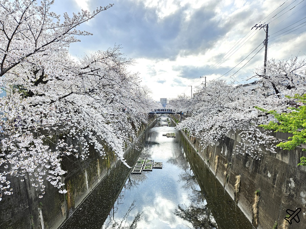 2026東京景點 石神井川櫻花散步道 不輸目黑川的東京櫻花景點 東京自由行推薦
