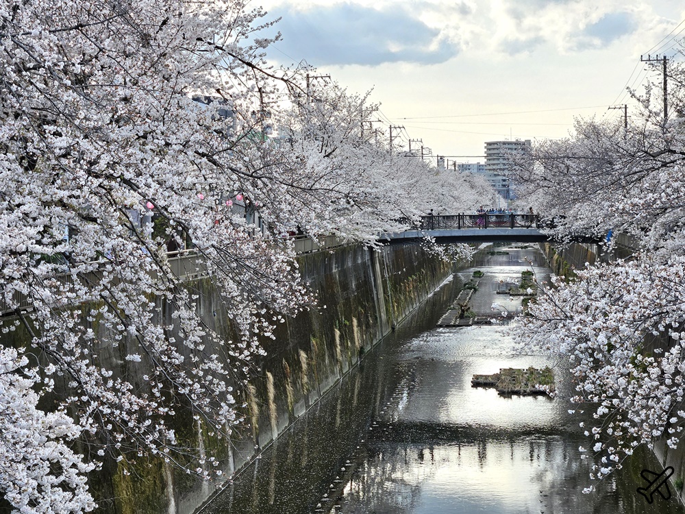 2026東京景點 石神井川櫻花散步道 不輸目黑川的東京櫻花景點 東京自由行推薦