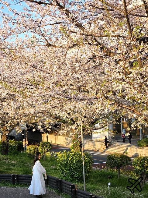2026東京景點 隅田川、隅田公園看櫻花 東京櫻花景點 東京自由行