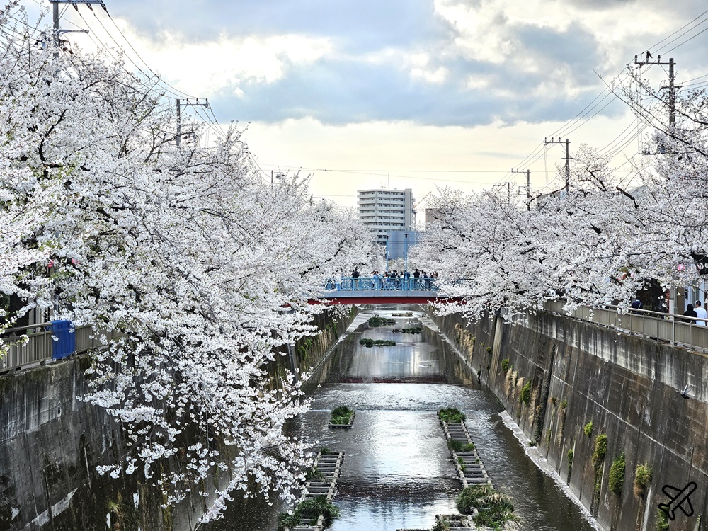 2026東京景點 石神井川櫻花散步道 不輸目黑川的東京櫻花景點 東京自由行推薦