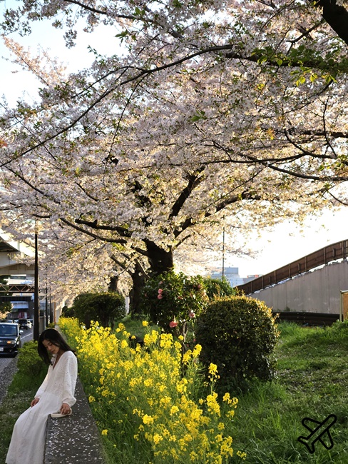 2026東京景點 隅田川、隅田公園看櫻花 東京櫻花景點 東京自由行