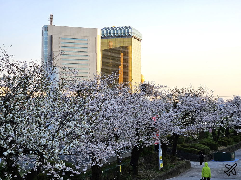2026東京景點 隅田川、隅田公園看櫻花 東京櫻花景點 東京自由行