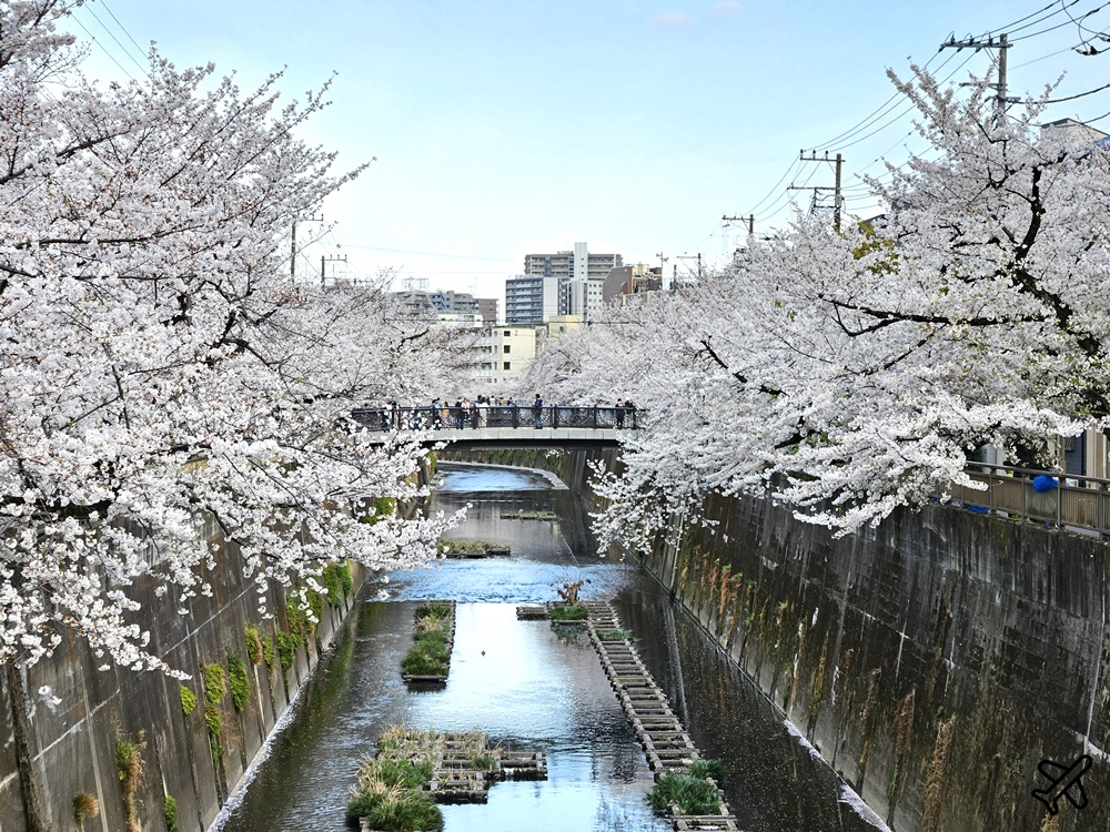 2026東京景點 石神井川櫻花散步道 不輸目黑川的東京櫻花景點 東京自由行推薦
