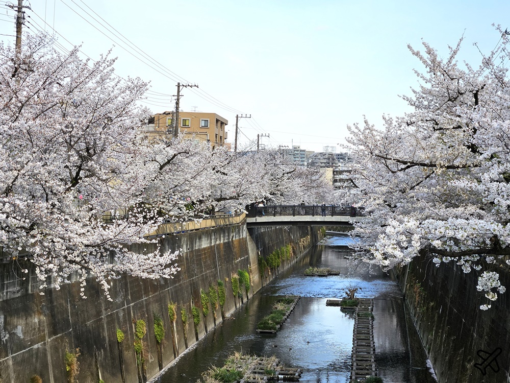 2026東京景點 石神井川櫻花散步道 不輸目黑川的東京櫻花景點 東京自由行推薦