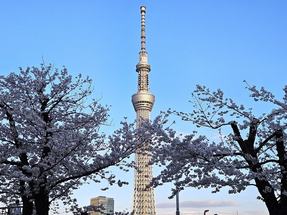 2026東京景點 隅田川、隅田公園看櫻花 東京櫻花景點 東京自由行