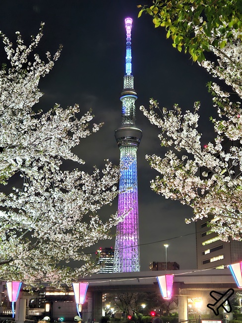 2026東京景點 隅田川、隅田公園看櫻花 東京櫻花景點 東京自由行