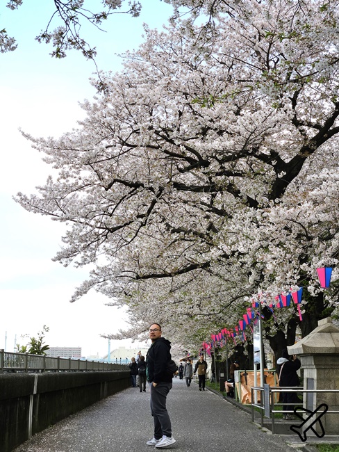 2026東京景點 隅田川、隅田公園看櫻花 東京櫻花景點 東京自由行