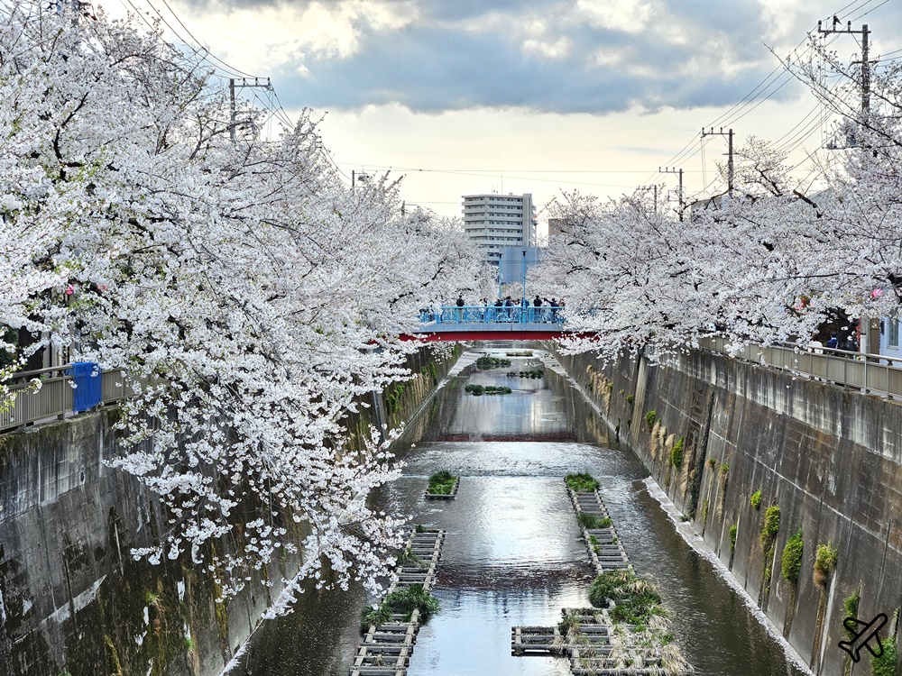 即時熱門文章：2026東京景點 石神井川櫻花散步道 不輸目黑川的東京櫻花景點 東京自由行推薦