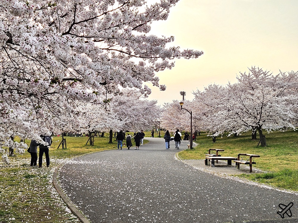 2026東京景點 舍人公園櫻花季 來場櫻花野餐 東京自由行推薦 @AJ的旅行地圖