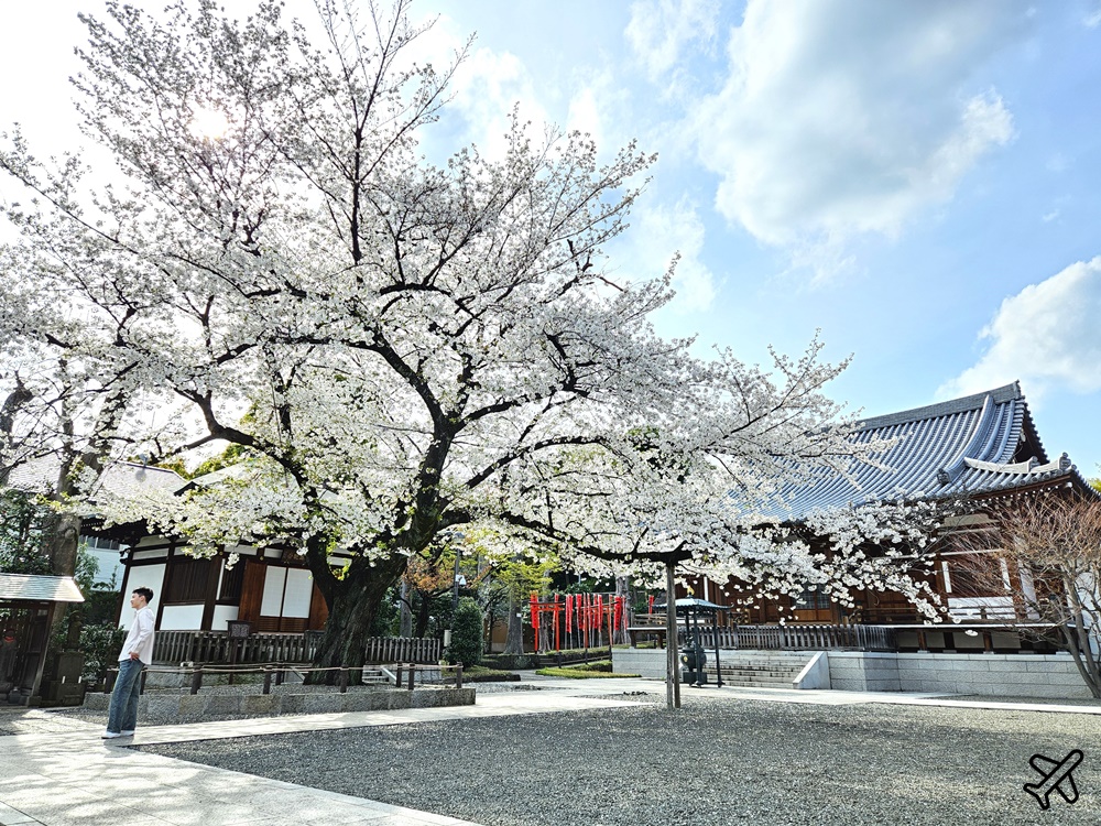2026東京景點 龍光山智清寺 寧靜的東京櫻花角落 東京自由行 @AJ的旅行地圖