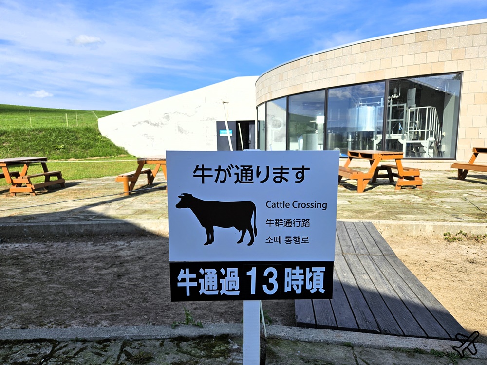 北海道旅遊 美瑛放牧酪農場 來牧場裡吃鮮奶霜淇淋 美瑛美食