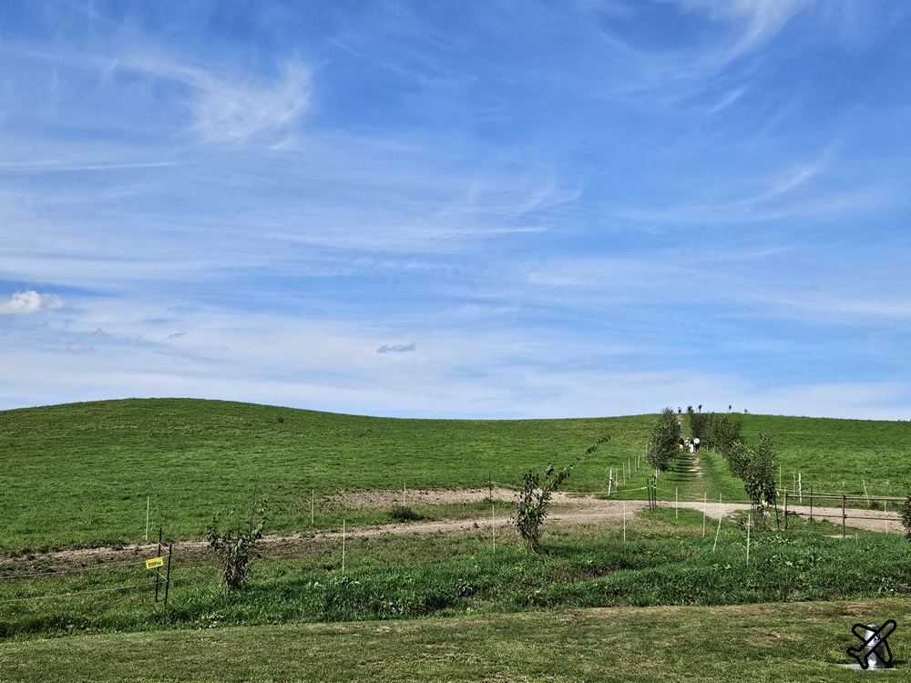 北海道旅遊 美瑛放牧酪農場 來牧場裡吃鮮奶霜淇淋 美瑛美食