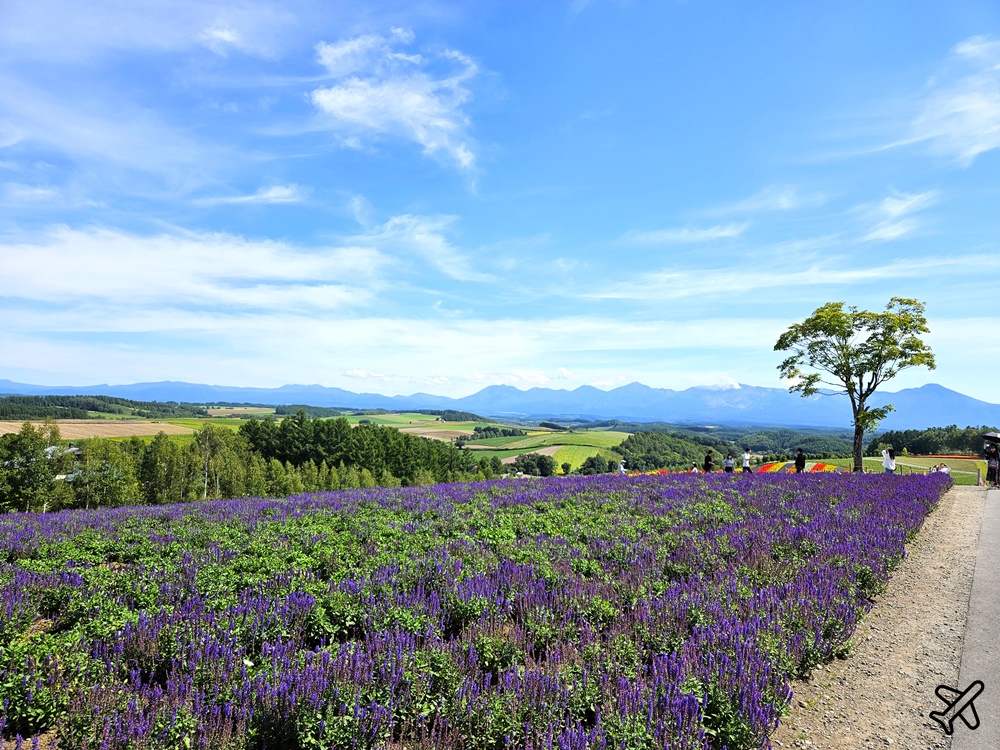 2026北海道旅遊 四季彩之丘 夏季花毯 北海道租車 自駕 北海道景點