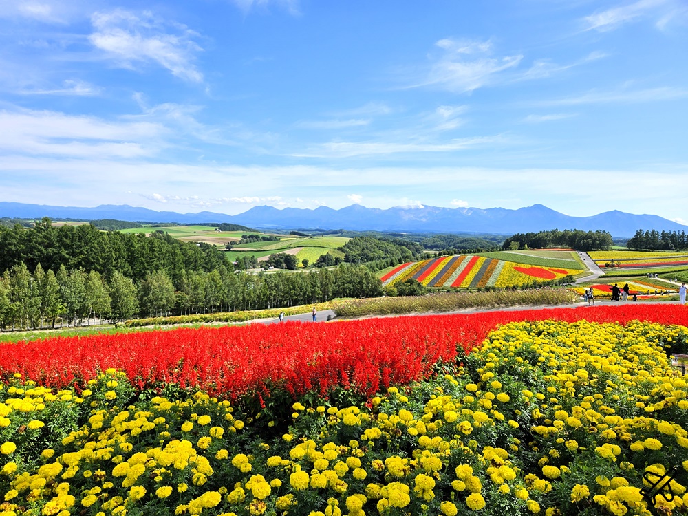 2026北海道旅遊 四季彩之丘 夏季花毯 北海道租車 自駕 北海道景點