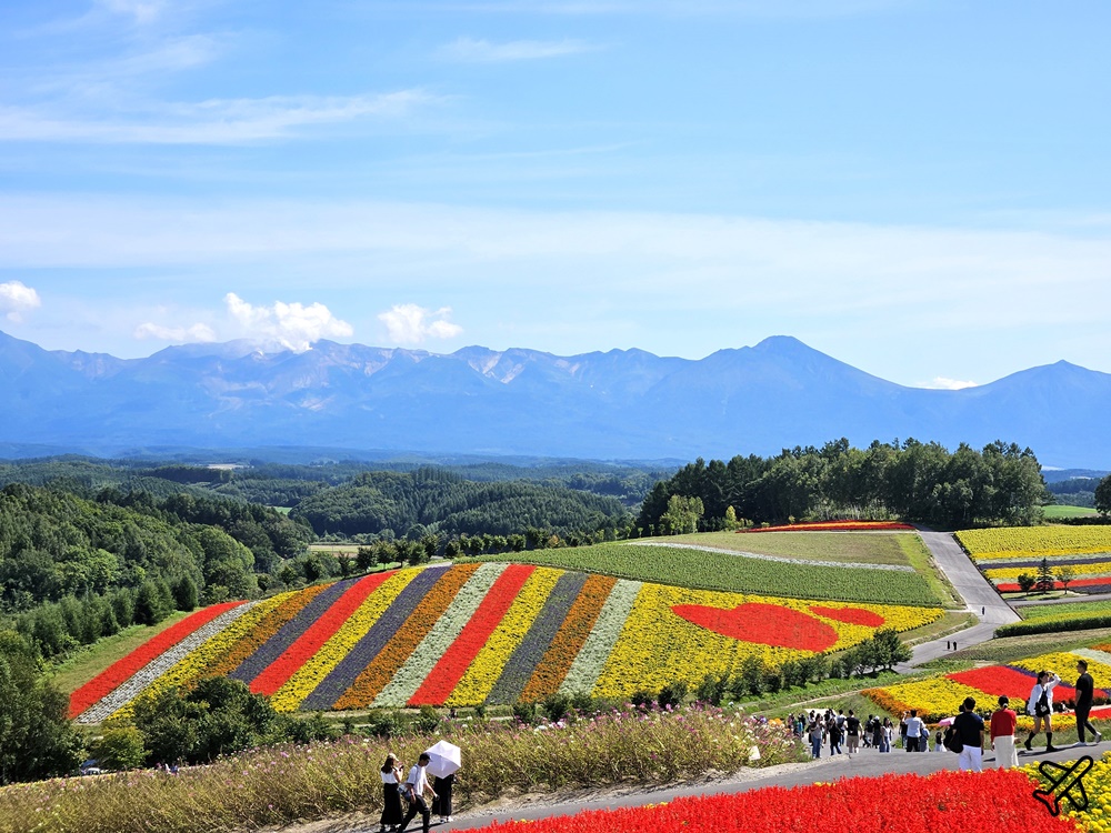 2026北海道旅遊 四季彩之丘 夏季花毯 北海道租車 自駕 北海道景點