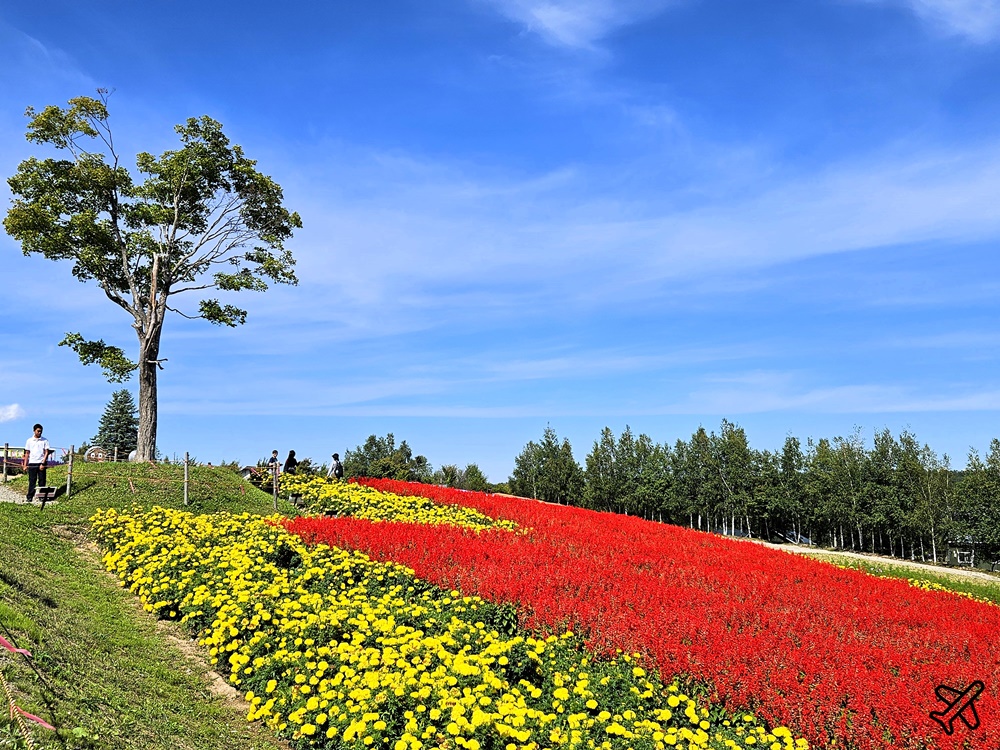 2026北海道旅遊 四季彩之丘 夏季花毯 北海道租車 自駕 北海道景點