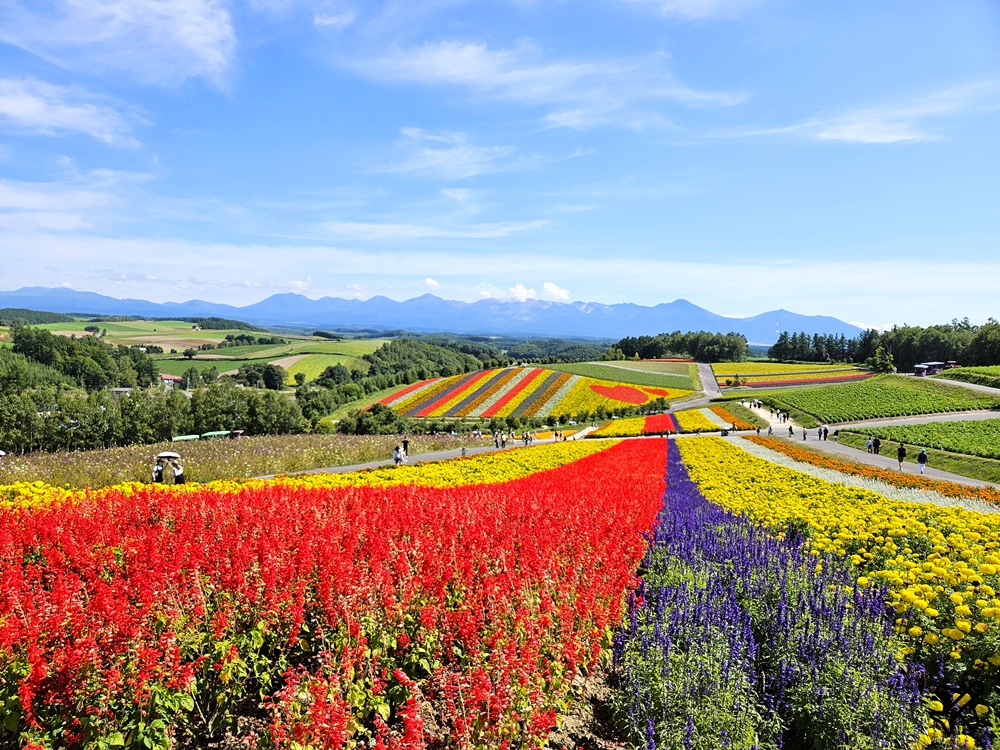 2026北海道旅遊 四季彩之丘 夏季花毯 北海道租車 自駕 北海道景點
