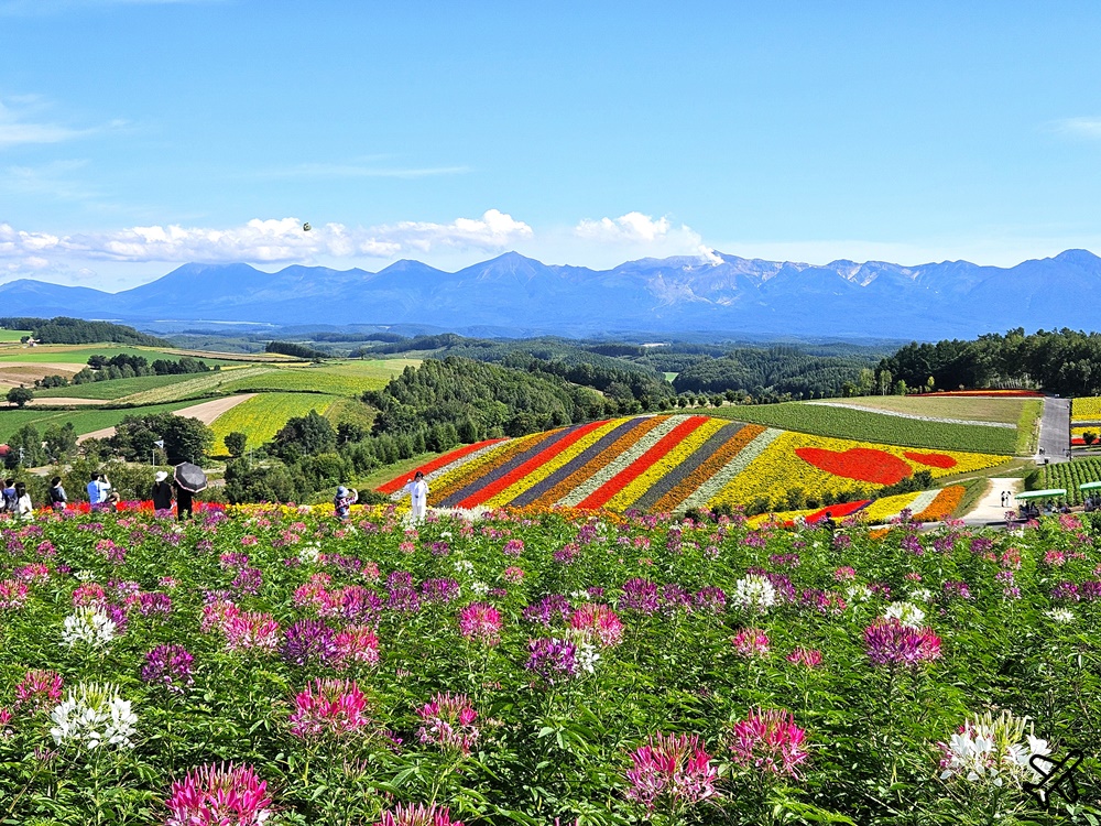 2026北海道旅遊 四季彩之丘 夏季花毯 北海道租車 自駕 北海道景點