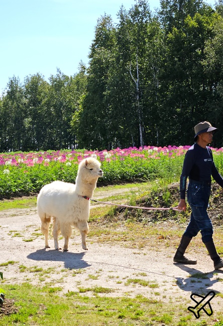 2026北海道旅遊 四季彩之丘 夏季花毯 北海道租車 自駕 北海道景點