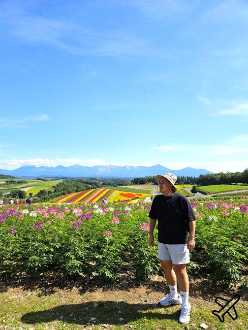 2026北海道旅遊 四季彩之丘 夏季花毯 北海道租車 自駕 北海道景點