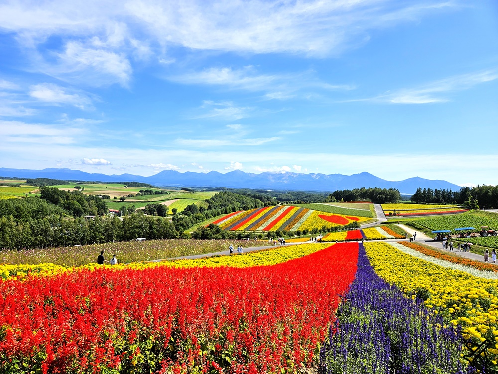 網站近期文章：2026北海道旅遊 四季彩之丘 夏季花毯 北海道租車 自駕 北海道景點