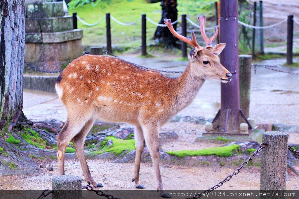 奈良景點 奈良公園、春日大社、東大寺 散步逐鹿日記 @AJ的旅行地圖